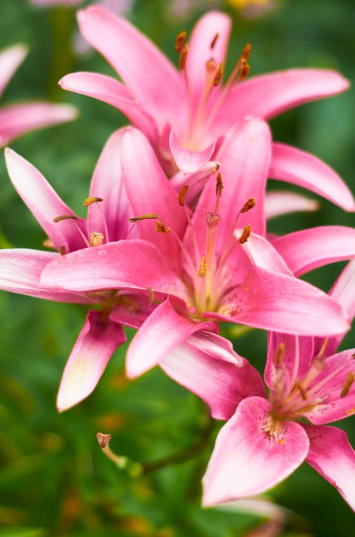 Free stock image of Pink Flowers created by Secret Agency