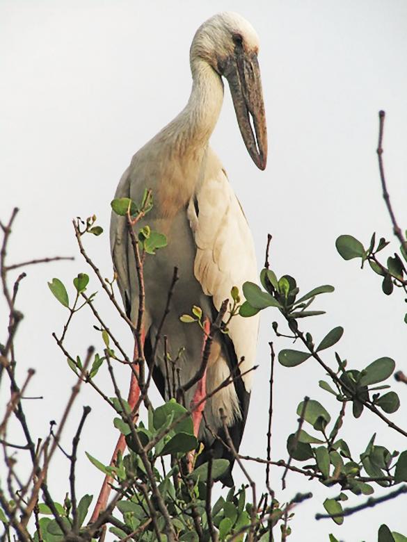 Free stock image of Asian open bill created by sylvester alphonso