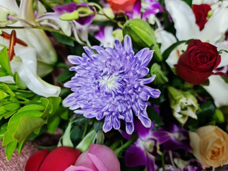 Free stock image of Beautiful flower created by MAHBUB MORSHED BHUYAN