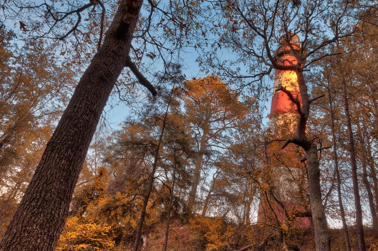 Free stock image of Chincoteague Forest Light created by Nicolas Raymond