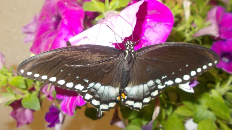 Free stock image of A Black Butterfly created by Barbara L Rea
