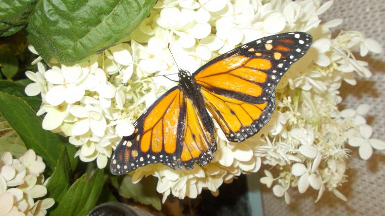 Free stock image of Monarch Butterfly created by Barbara L Rea