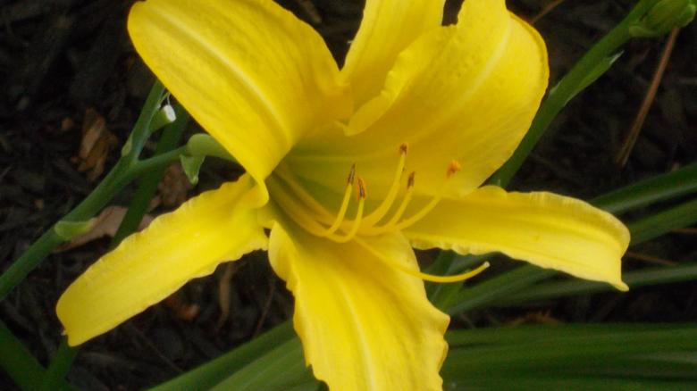 Free stock image of Yellow Lilie created by Barbara L Rea
