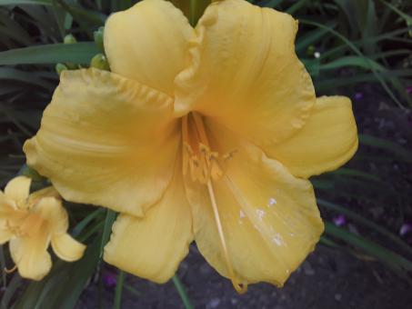 Yellow Lilie - Free Stock Photo