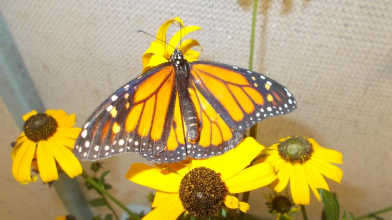 Free stock image of A Monarch Butterfly created by Barbara L Rea