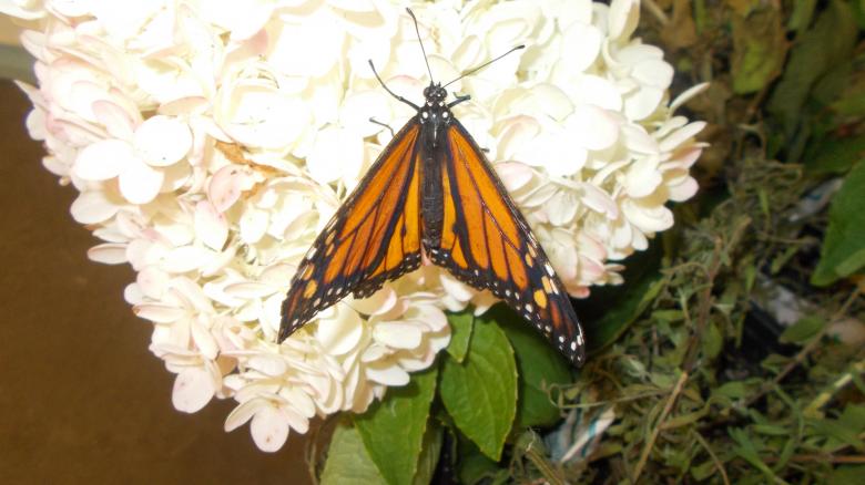 Free stock image of A Monarch Butterfly created by Barbara L Rea