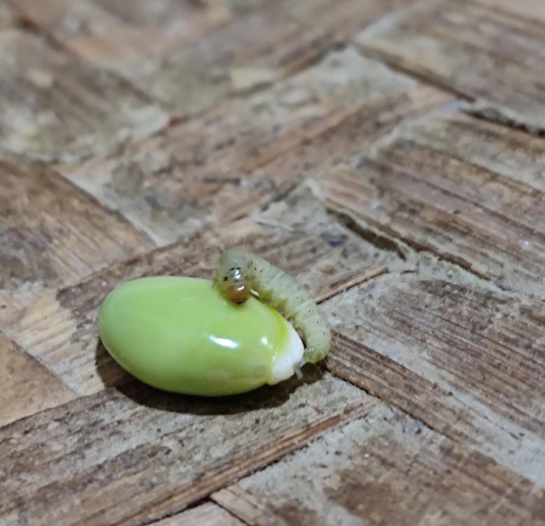 Free stock image of Bug sleeping on Bean created by kiraan