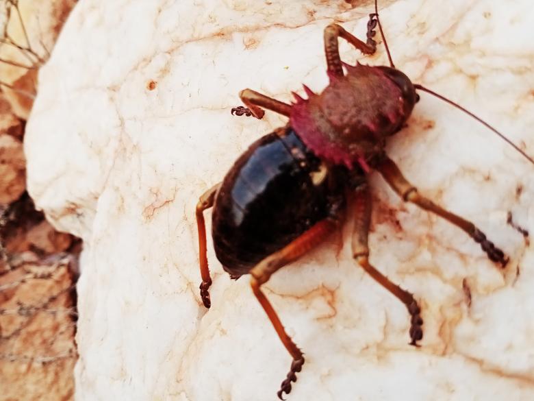 Free stock image of Bug created by snaike