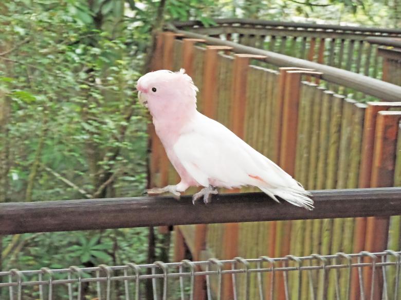 Free stock image of major mitchelles cockatoo created by sylvester alphonso
