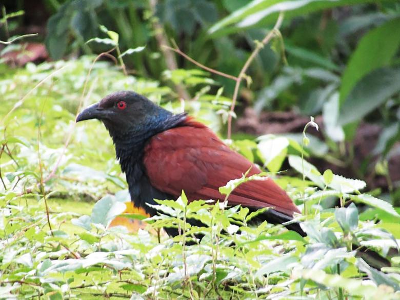 Free stock image of Greater coucal created by sylvester alphonso