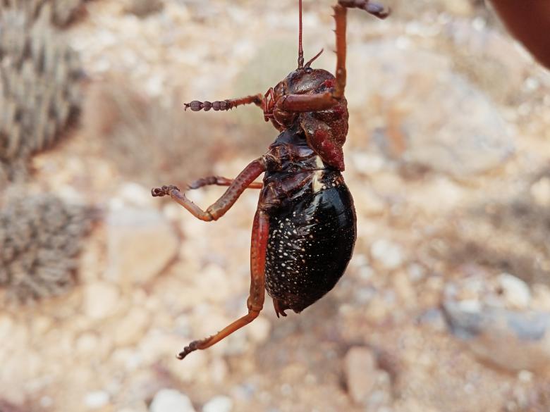Free stock image of Close up insect created by snaike