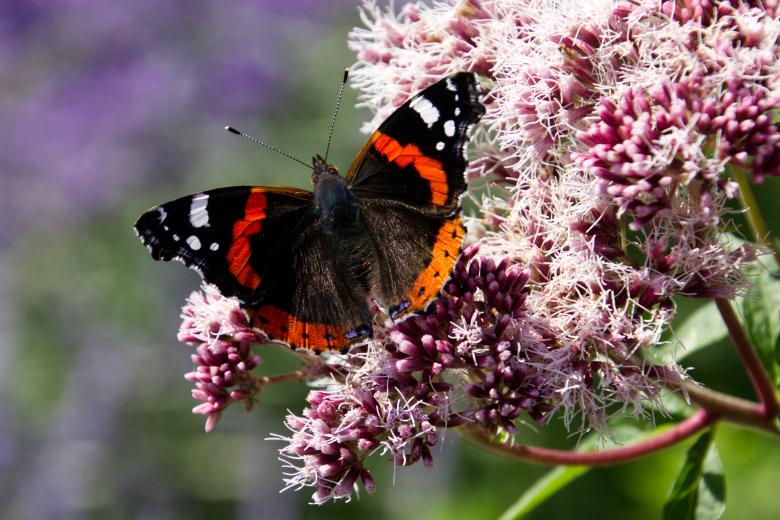 Free stock image of Red Admiral Butterfly created by Andrew Chilvers