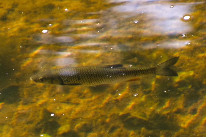 Free stock image of Roach Freshwater Fish created by Andrew Chilvers