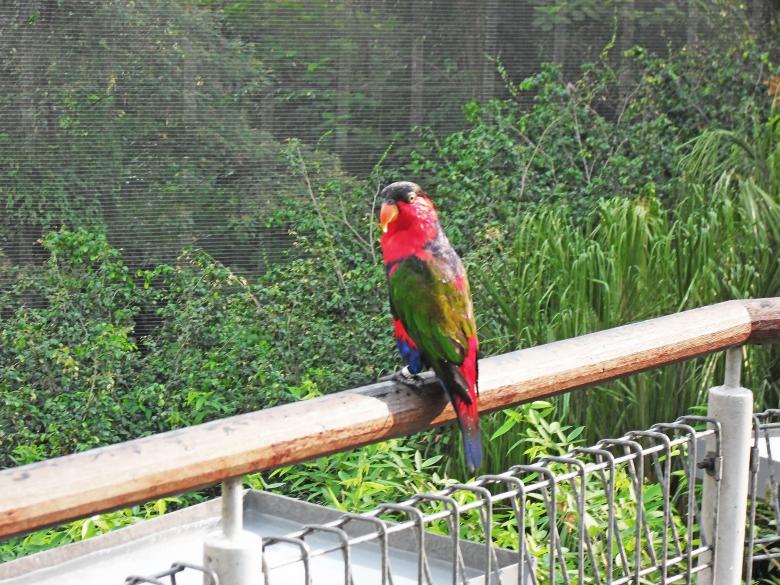 Free stock image of black cap lorikeet created by sylvester alphonso