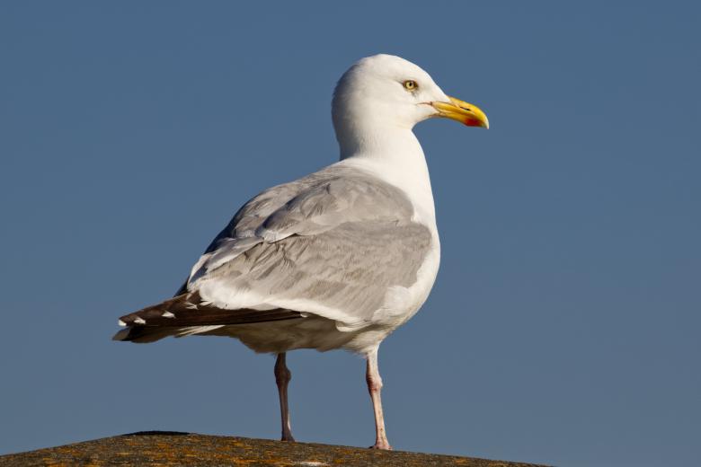 Free stock image of Herring Gull created by Andrew Chilvers