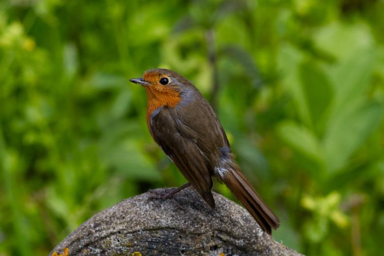 Free stock image of Robin created by Andrew Chilvers