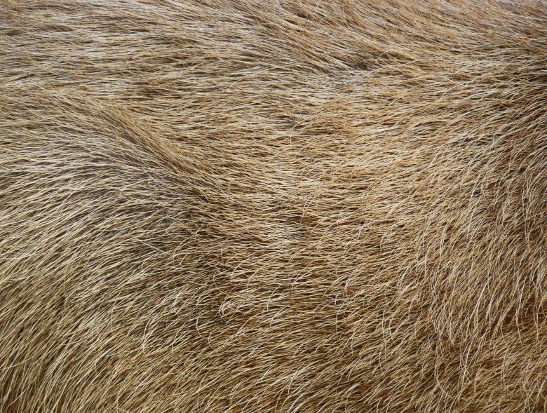 Free stock image of Animal Fur Texture created by Ramkumar