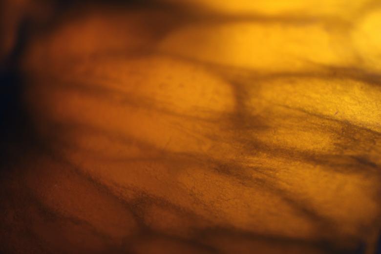 Free stock image of Abstract Orange Texture   created by Ramkumar
