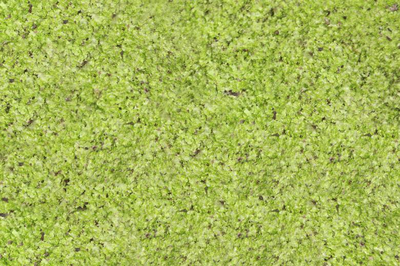 Free stock image of Green Surface Grunge Texture created by Ramkumar