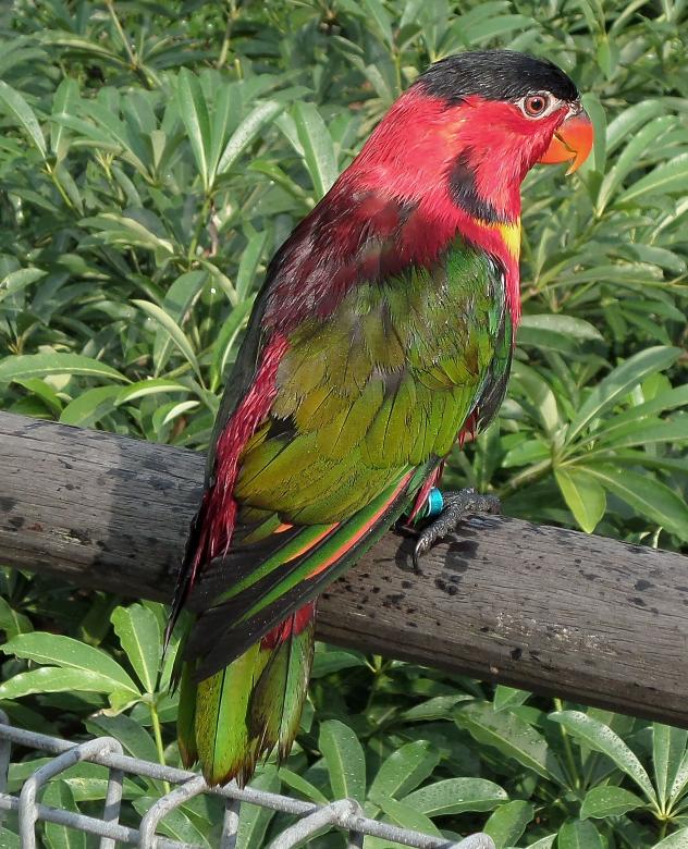 Free stock image of Black cap lorikeet created by sylvester alphonso