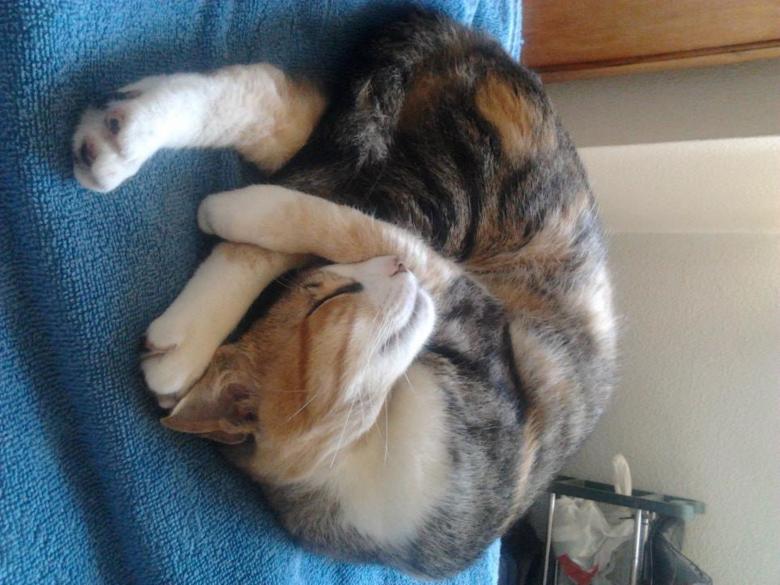Free stock image of Ritinha a dormir created by Luis Chamorrinha