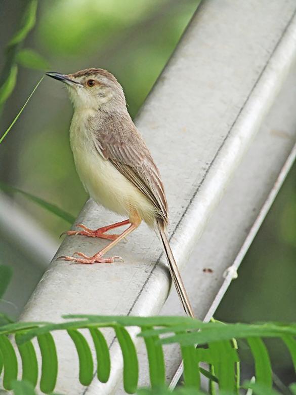 Free stock image of White bellied minivet- female created by sylvester alphonso