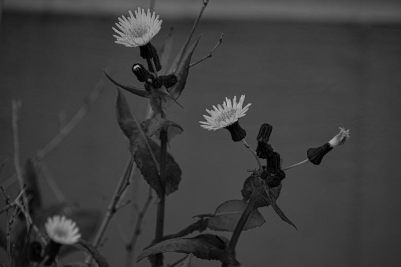 Free stock image of Floreciendo  created by Delfina Fariña