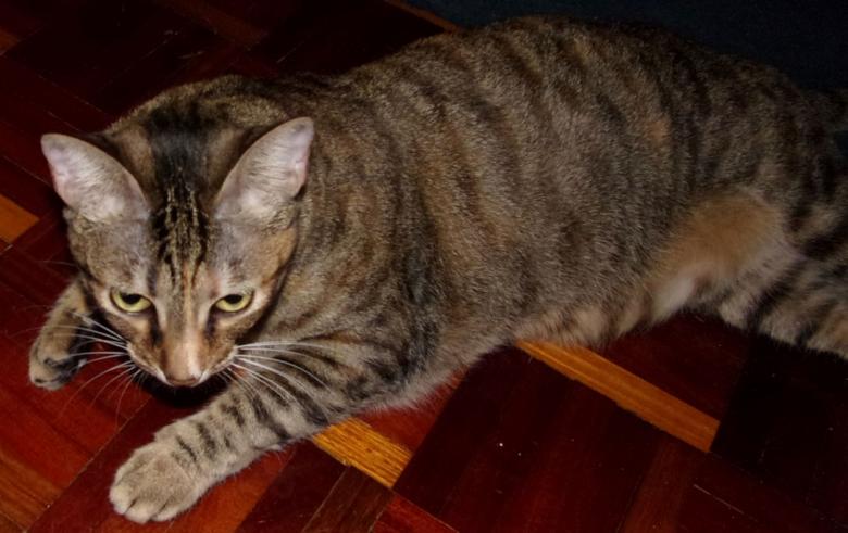 Free stock image of Gata Puma created by Luis Chamorrinha