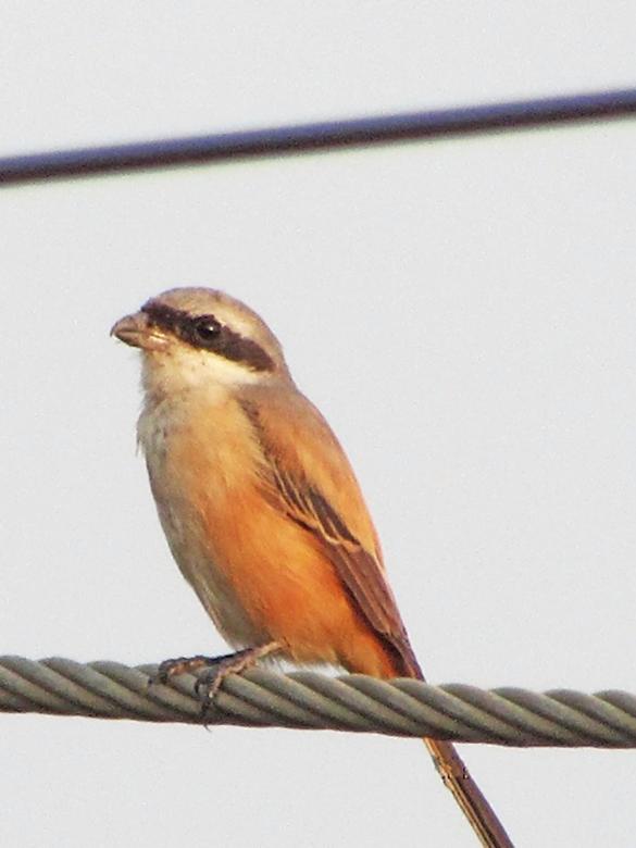 Free stock image of Long tailed shrike created by sylvester alphonso