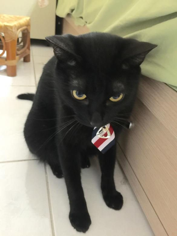 Free stock image of Black cat created by 陳嬿如
