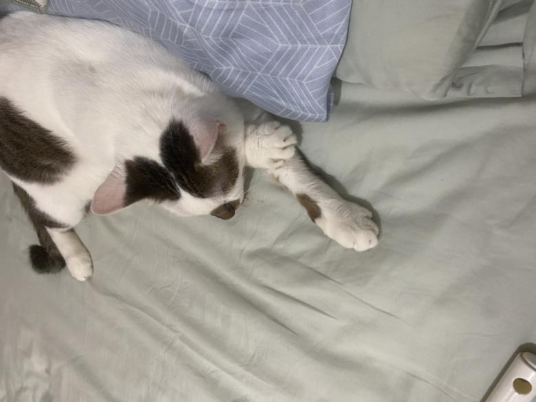 Free stock image of Sleeping cat created by 陳嬿如