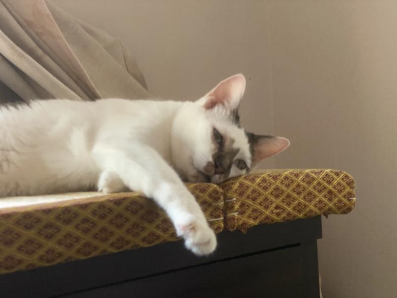 Free stock image of Sleeping cat created by 陳嬿如