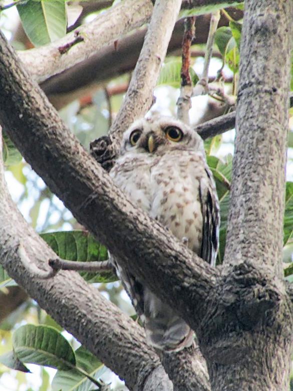 Free stock image of spotted owlet created by sylvester alphonso