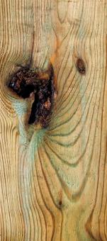 Drift Wood - Free Stock Photo