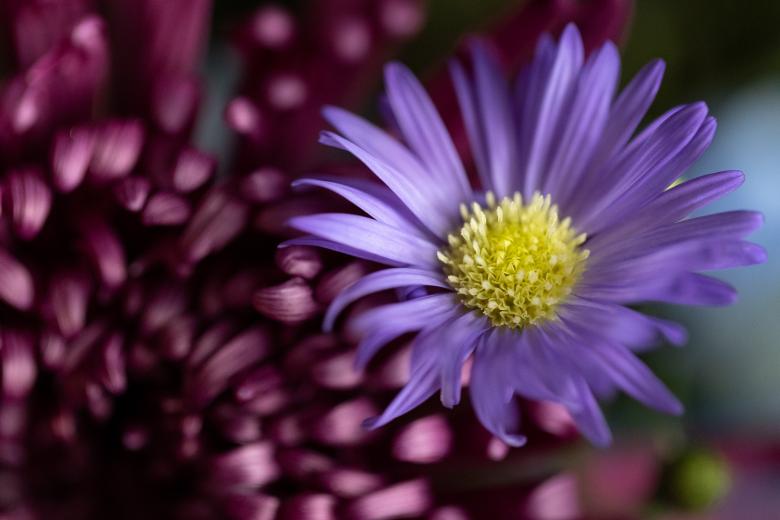 Free stock image of Beautiful contrasting flowers created by Free Nature Stock