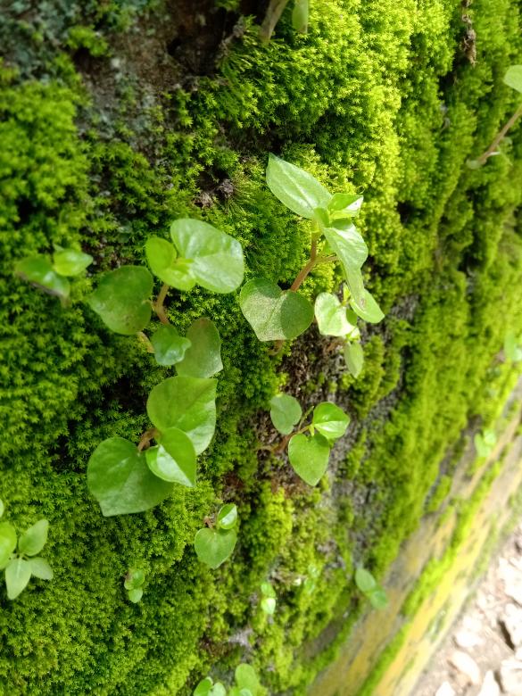 Free stock image of Green leafs with tiny plants created by Utsho 