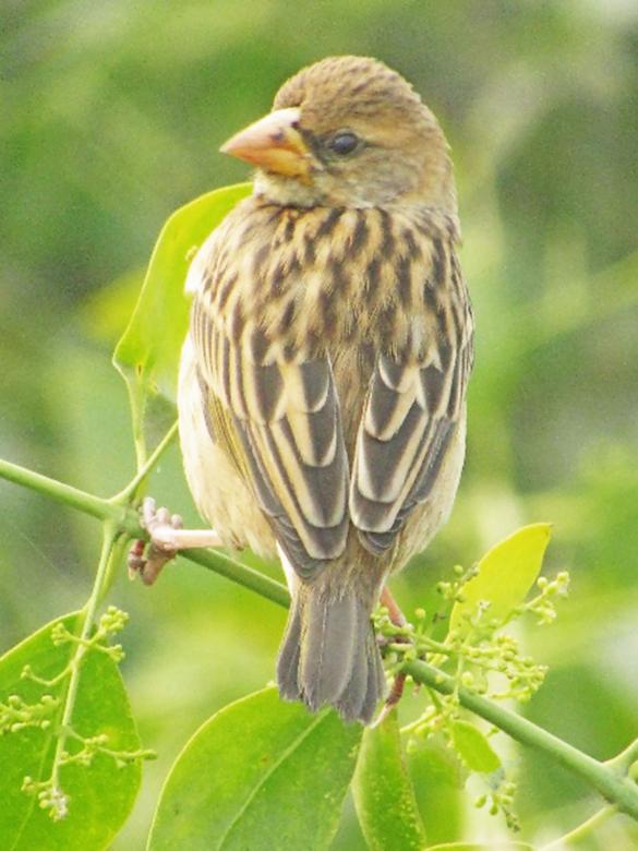 Free stock image of Baya weaver- female created by sylvester alphonso