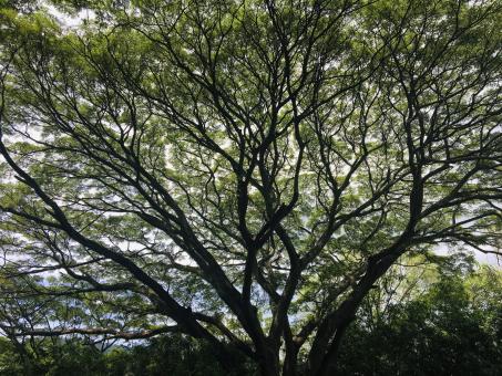 Tree branches - Free Stock Photo