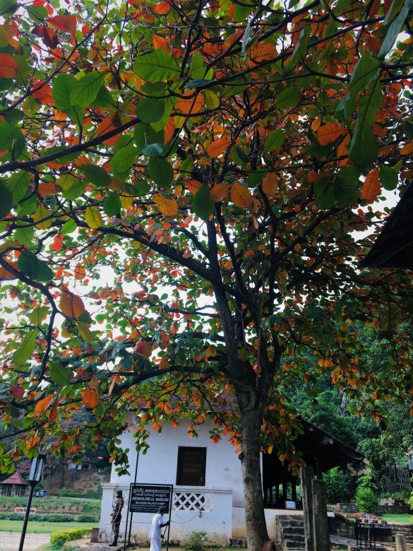Free stock image of Leaves created by Kavindya