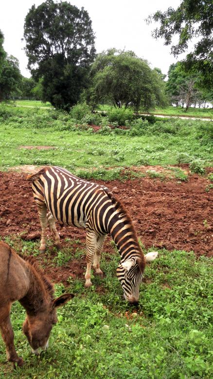 Free stock image of Zebra created by Kavindya