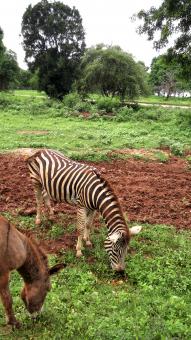Zebra - Free Stock Photo
