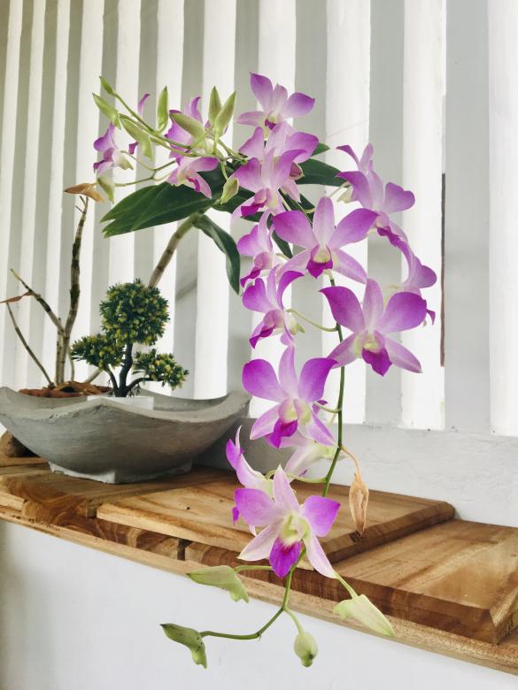 Free stock image of Orchid Flowers created by Kavindya
