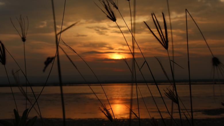 Free stock image of Talangan flower sunset created by Moh fajar shidiq