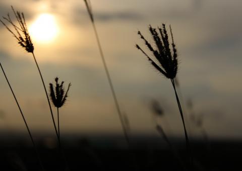 Flower sunset - Free Stock Photo