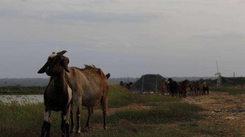 Free stock image of Goats created by Moh fajar shidiq