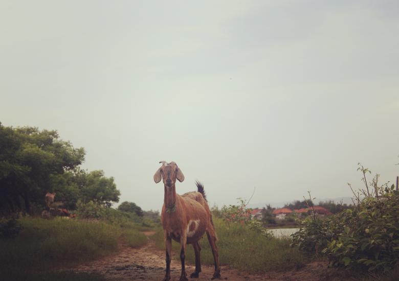 Free stock image of Goat created by Moh fajar shidiq