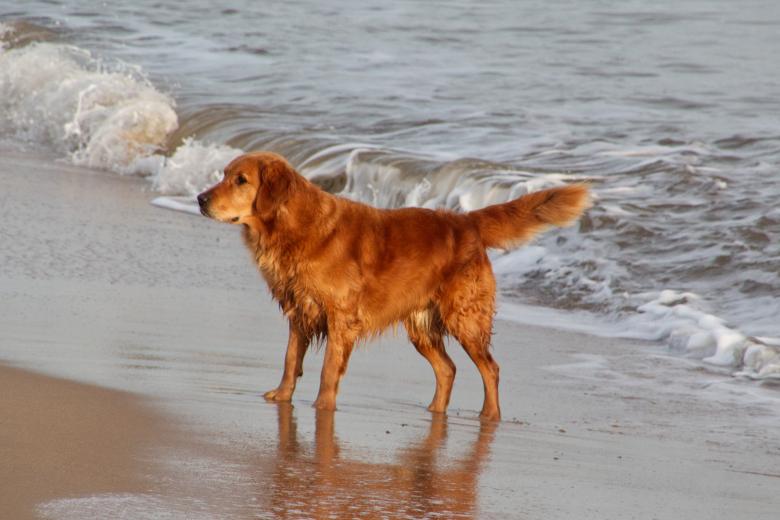 Free stock image of Dog On Beach created by Andrew Chilvers