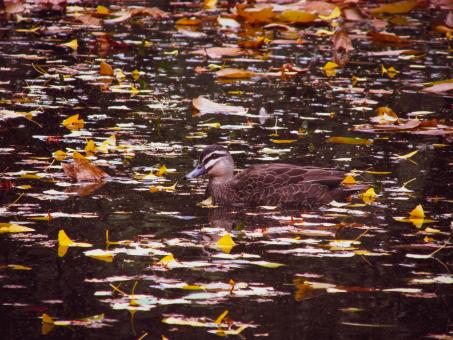 Swimming duck