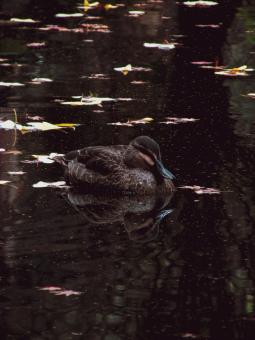 Swimming duck