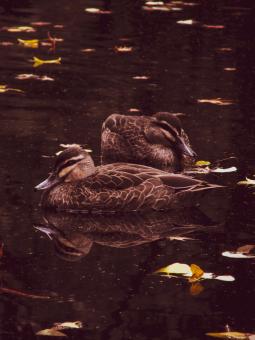 Swimming ducks